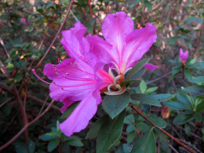 January 28, 2012 Photo Shoot - Flowers at Rainbow Spring State Park & Ocala Camellia Show