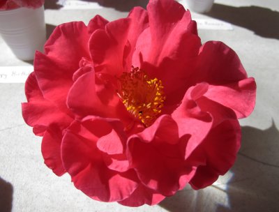 Camellia Show