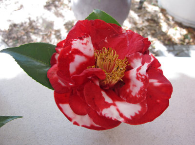 Camellia Show