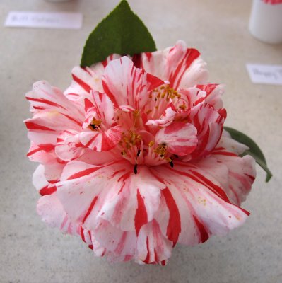 Camellia Show