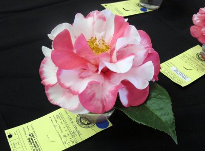 Camellia Show