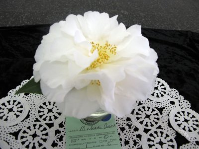 Camellia Show