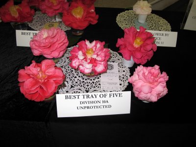 Camellia Show