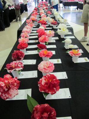 Camellia Show