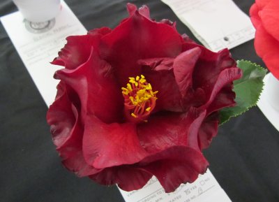 Camellia Show