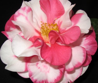 Camellia Show