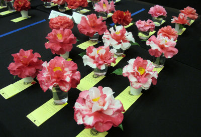 Camellia Show