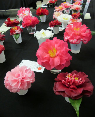 Camellia Show