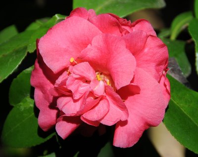 Camellia