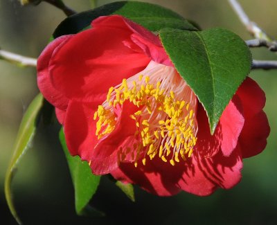 Camellia