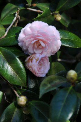 Camellia