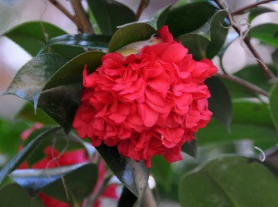 Camellia