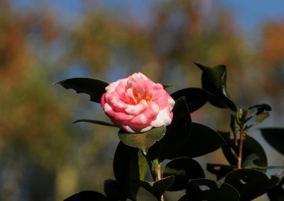 Camellia