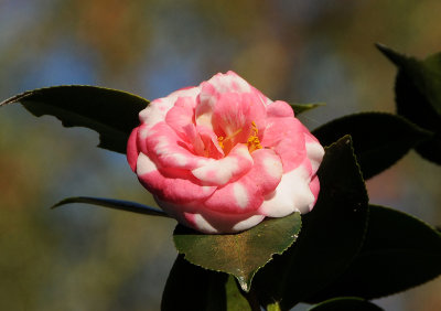 Camellia