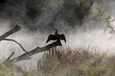 Anhinga in Early Morning Mist