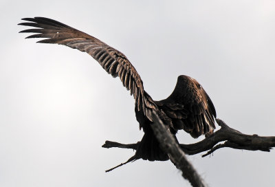 Turkey Vulture Sunning Its Wings