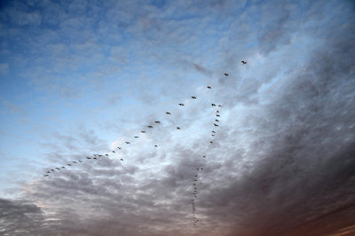 Sunrise - Ibis Flock in Flight Formation
