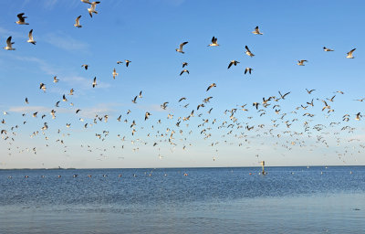 Fort Island Gulf Beach