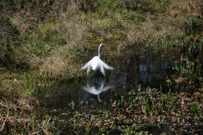 Great White Egret in Mating Plummage