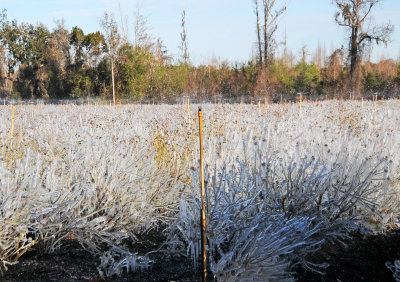 Freezing a Blueberry Bush Field