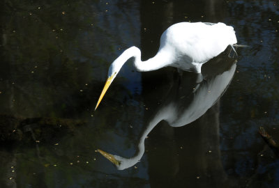 Great White Egret Seeing Eye to Eye with Its Reflection
