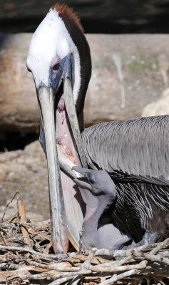 Brown Pelican Feeding Her Chick a Fish