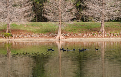 Cormorants, Cyprus Trees & Erosion at a Pond