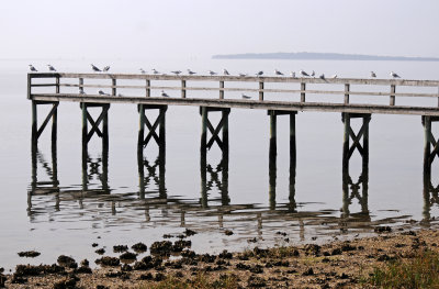 DSC_1006.JPG