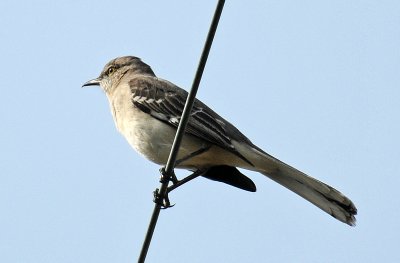 DSC_1026.JPG