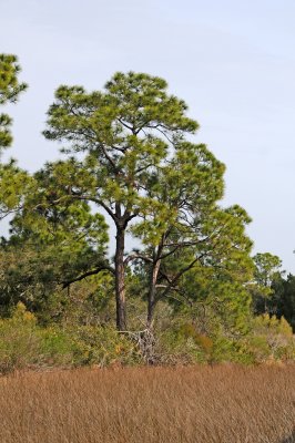 DSC_1038.JPG
