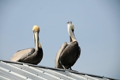 DSC_1068.JPG