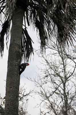 Pileated Woodpecker or Cryocopus pileatus