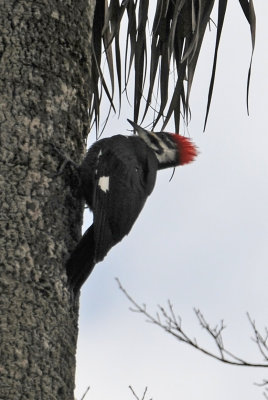 Pileated Woodpecker or Cryocopus pileatus