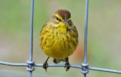 Palm Warbler or Setophaga palmarum