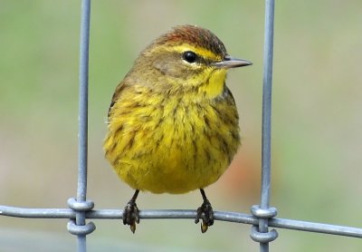 Palm Warbler or Setophaga palmarum