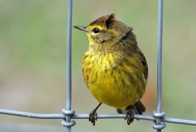 Palm Warbler or Setophaga palmarum