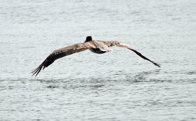Pelican in Flight Looking for a Fish