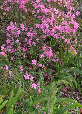 Spring Azaleas & Ferns