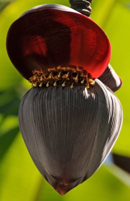 Banana Tree Flower Pod