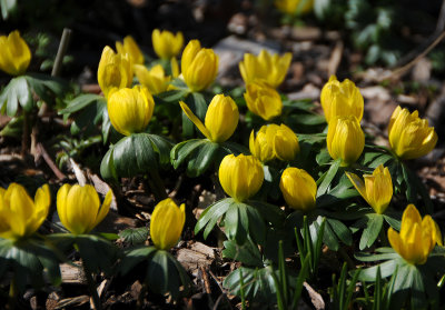 Eranthis or Winter Aconite 