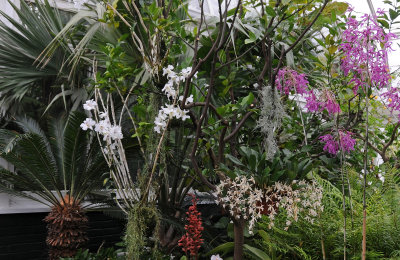 Orchid Show 2012