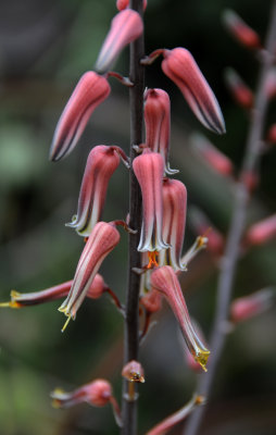 Orchid Show 2012