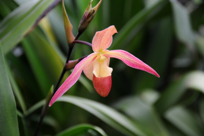 Orchid Show 2012