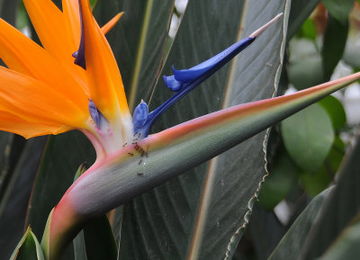 Orchid Show 2012