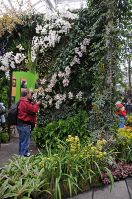 Orchid Show 2012