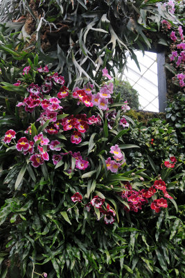 Orchid Show 2012