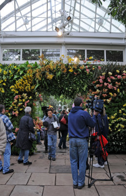 Orchid Show 2012