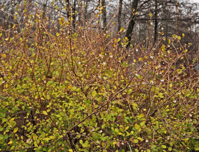 Winter Honeysuckle