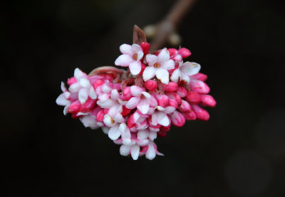 Viburnum Blossoms