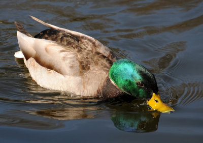 Mallard Duck or Anas platyrhynchos